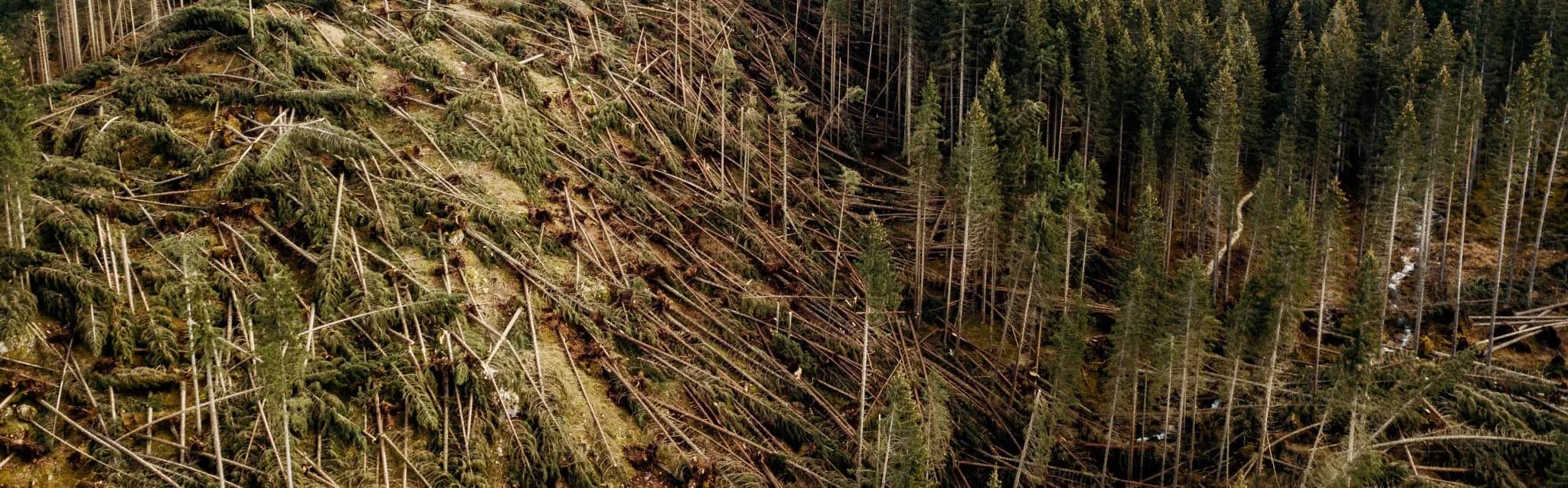 Vaia Collection landscape